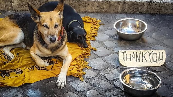 Холандия е първата страна без бездомни кучета в света