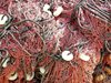 Извадиха незаконни мрежи за улов на калкан в морето край Дуранкулак