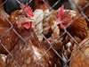 Откриха огнище на птичи грип в Белгия

