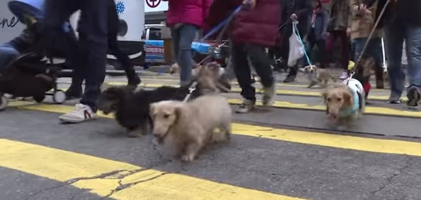 Дакели дефилираха заедно със стопаните си по тротоарите, пешеходните мостове и пред храмове в центъра на Хонконг  КАДЪР: youtube