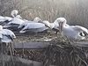 Излюпиха се пеликани в "Сребърна"