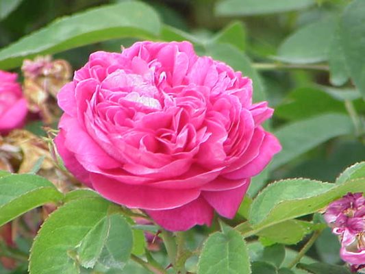 Някои историци считат, че кръстоносецът Робърт де Бри е внесъл маслодайната роза в Европа от Сирия около 1260 г.