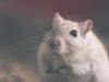 Учени успяват да подмладят стари мишки. Дали ще стане и с хората?