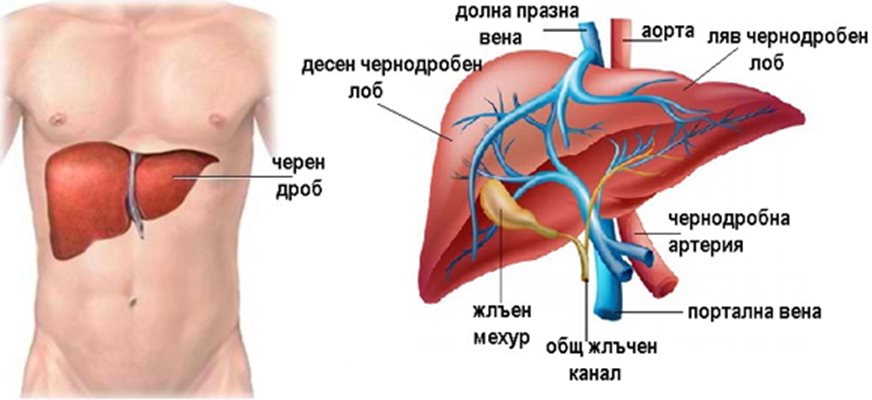 Пречистете черния дроб и жлъчката