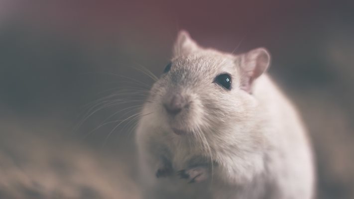 Стари слепи мишки връщат зрението си, мозъкът им става по-млад, а на мускулите и бъбреците се появява по-здрава тъкан