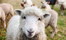 Задигнаха стадо овце и кози в каварненско село