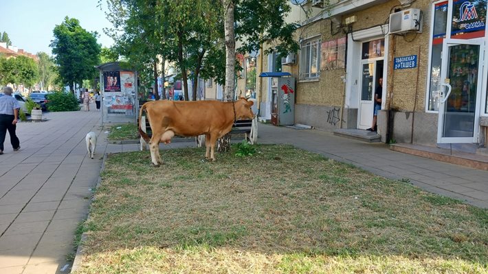 Крава се разходи по главната улица на Кърджали