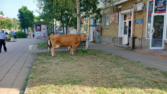 Съобразителни минувачи вързаха кравата за дърво, за да не стане инцидент.