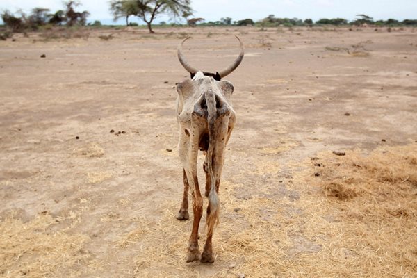 Изтощена крава се разхожда в открито поле в село Гелча, един от най-засегнатите от сушата райони в Етиопия.
