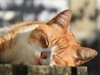 Ароматизаторите и етеричните масла  могат да убият домашните котки

