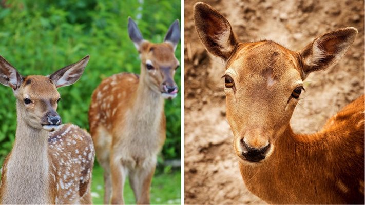 КОШМАР! Отровиха 9 сърни в зоопарка в Благоевград, пет починаха