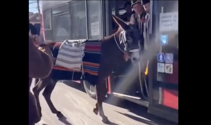 Динко от Ямбол качи магаре в автобус 
КАДЪР: Facebook/Georgi Georgiev