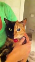 Венера - двуликата котка пощури интернет