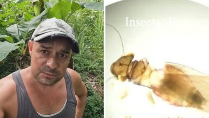 Български учен откри нов вид насекомо в джунглата