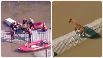 (Видео) Вижте спасяването на кон, заседнал на покрив