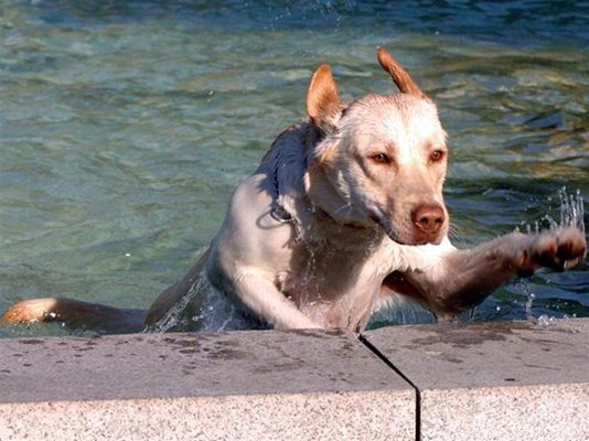 Кучето много обича водата и когато стопанката му го изтърве, не пропуска да се окъпе във фонтана в Южния парк.
СНИМКИ: РУМЯНА ТОНЕВА