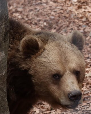 Мечокът Теди от Парк за мечки край Белица
СНИМКА: Фейсбук / ПАРК ЗА МЕЧКИ Белица