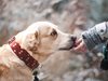 Проучване: Две трети от американците 
споделят тайните си с кучето
