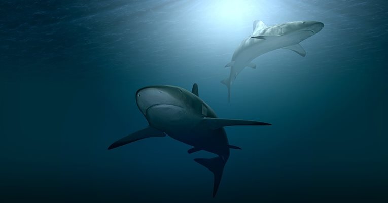Половин милион акули могат да умрат заради COVID ваксина