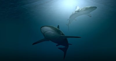 Половин милион акули могат да умрат заради COVID ваксина СНИМКА: Пиксабей