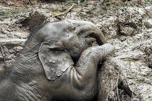 Как спасиха живота на малко слонче, паднало в шахта, и майка му (Видео)