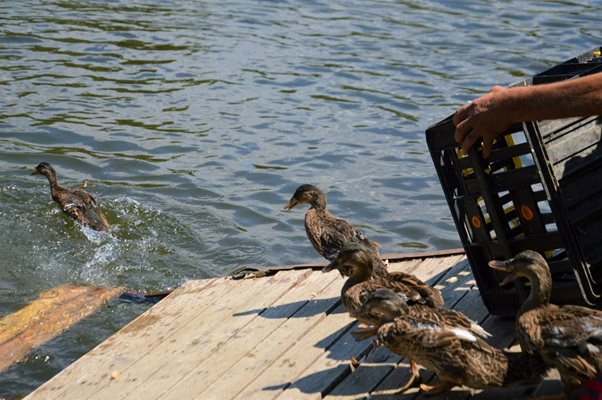 Новите патици в езерото в парк "Бачиново" в Благоевград.