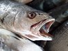 Извършиха проверка по сигнал за мъртва риба в язовир в Хасково