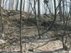 Залесяват първите 115 декара опожарени гори след бедствието край Кресна
