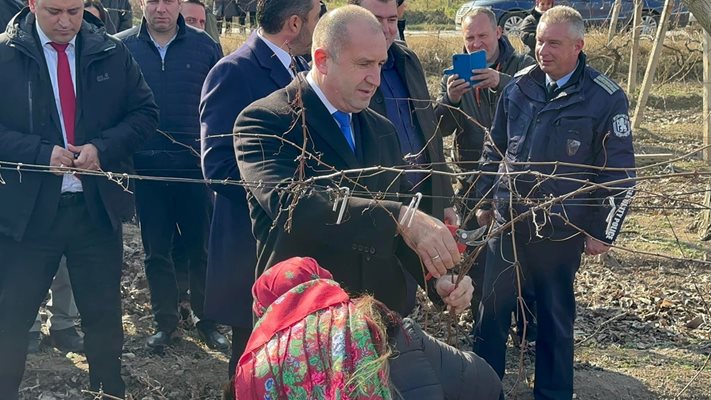 Румен Радев заряза лозята в Устина. Снимки и видео: Никола Михайлов