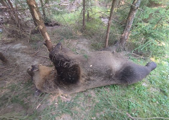 Мъртвата мечка е открита в землището на доспатското село Чавдар.
Снимка: РИОСВ- Смолян