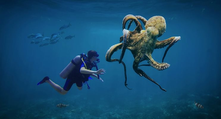 Октоподите ще са господари на Земята, ако хората изчезнат