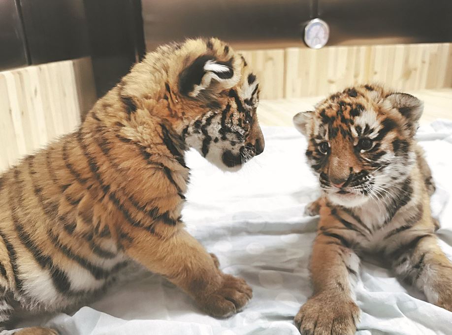 Вижте "детската градина" за тигърчета в Китай