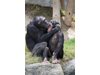 Шимпанзетата разпознават дупетата си, както ние лицата си