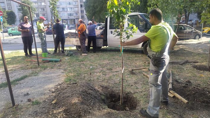 100  млади дръвчета ще бъдат засадени през седмицата на различни места в Бургас.