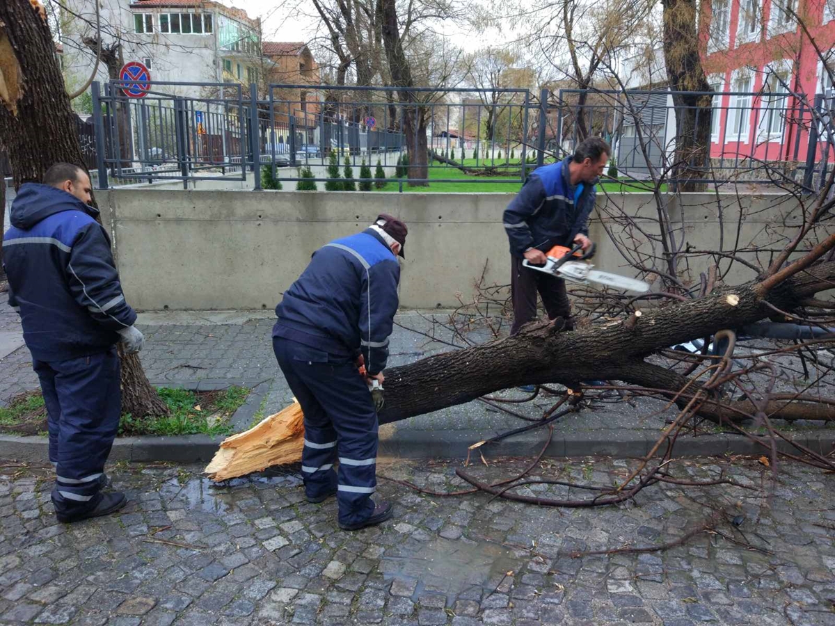 Ураганният вятър в Пловдив продължава да кърши дървета, екипите са на крак