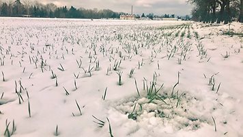 Преовлажняването на почвата е не по-малко опасно за културите от засушаването