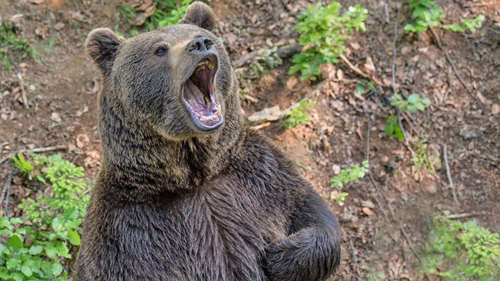 Хищникът се е изправил на два крака, готов да атакува