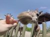 И жирафите обичат моркови (видео)