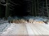 Стадо диви прасета се разхожда край Пещера