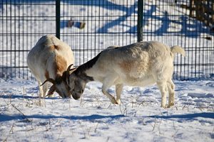 Ако сте допуснали близкородствено покриване при козите