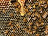 Oсновни световни култури - застрашени, намаляват популациите на пчели и пеперуди