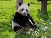 Пандите от Единбургския зоопарк излизат в "любовна почивка"
