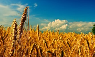 Производители: Хаос на пазара на пшеница, появиха се и спекуланти