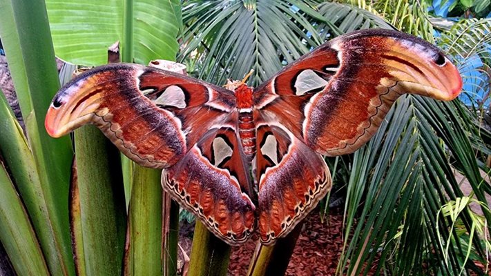 Горната част на крилете й прилича на глава на змия

Снимка: Природонаучен музей - Пловдив