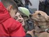 Куче от приют ще помага на дете с церебрална парализа (видео)