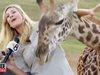 Бебе жираф разцелува репортерка по време на жив ефир (Видео)