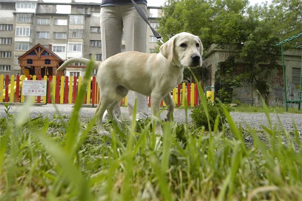 Кейла излиза навън от десетина дни, а скоро ще й бъде поставен и задължителният за домашните кучета в София чип.