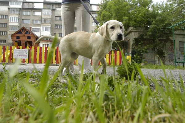 Кейла излиза навън от десетина дни, а скоро ще й бъде поставен и задължителният за домашните кучета в София чип.
