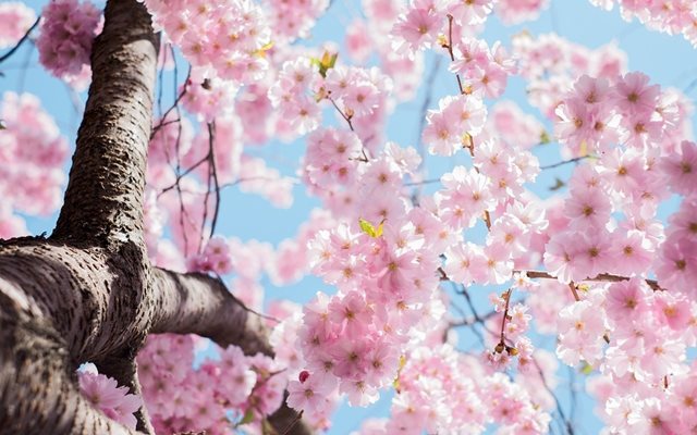 Сезонът на цъфтежа на вишневите дървета в Токио беше обявен за официално открит
СНИМКА: Pixabay