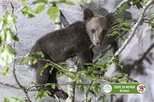 Изгубеното мече вече е в Парка в Белица, плаче, но се храни и няма наранявания